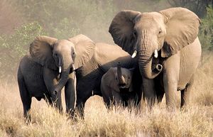 picture of family of African elephants