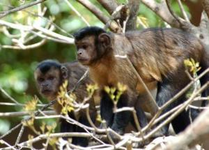 Capuchin monkeys  find giving to be a satisfying experience